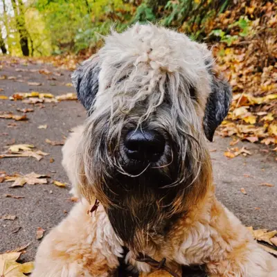 Dog training membership Portland Oregon