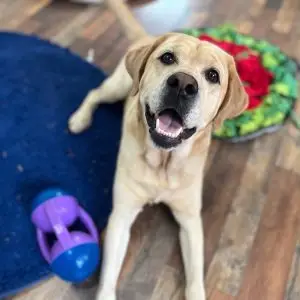 Happy yellow Labrador lying indoors near dog toys and a treat mat