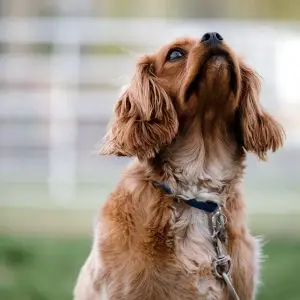Small brown dog sitting attentively outdoors during training